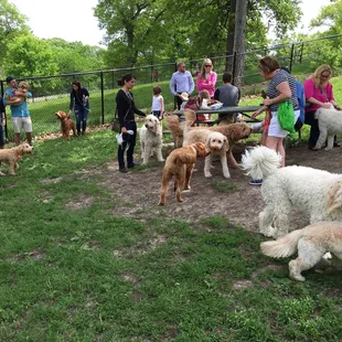 Omaha Doodle romp/meet up success!