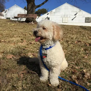 feelin' the breeze and ready for the dog park! Unfortunately quite a bit muddier inside than out here