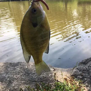 Nothing better than enjoying a day at Hanscom and catching one!!