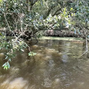 Grove