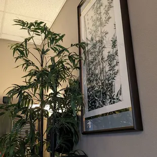 a picture of a plant in a living room