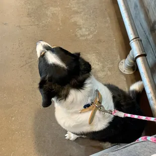 My dog sitting nicely while I sit nicely, at the bar
