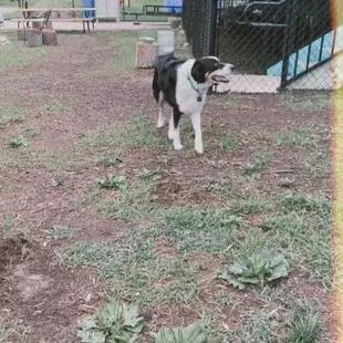 Dog park