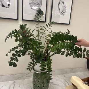 Gorgeous well maintained plant