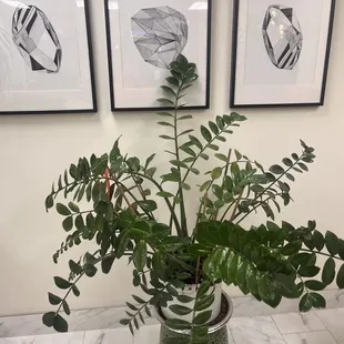 One of the gorgeous and well maintained plants in the salon