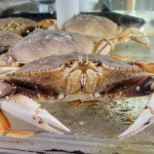 Live crab in fish tank