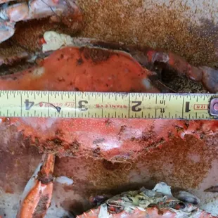 They call this 5.25&quot; 3oz crab a lg and have the nerve to charge customers $60 a dz for them!  Stay away!