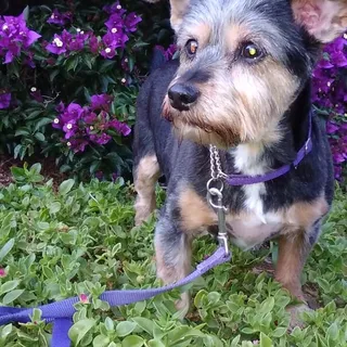 Audrey C.