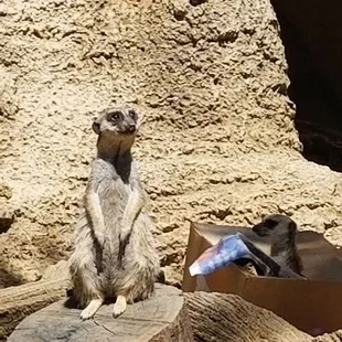 Meerkats chillin'