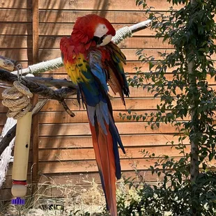 Beau and colorful macaw parrot