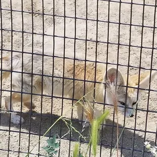 The fennec fox