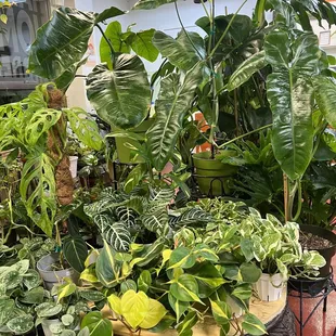 Nurseries & Gardening