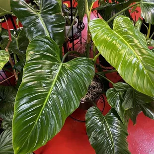 a large green plant in a pot