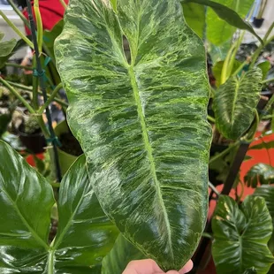 a hand holding a large green leaf