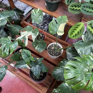 a variety of potted plants