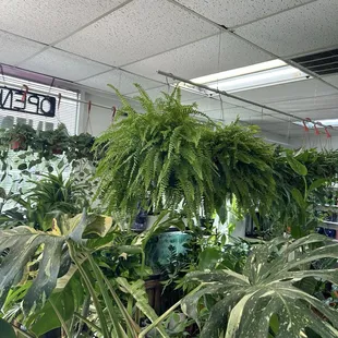 Gorgeous thriving plants.