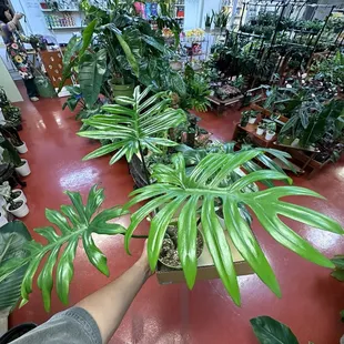 philodendron mayoi