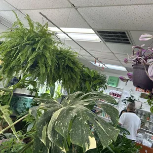 Look at those leaves!