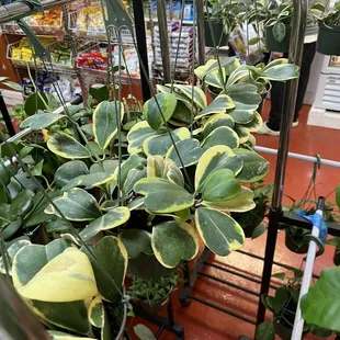 variegated hoya kerrii!