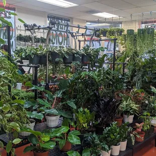 Plants galore