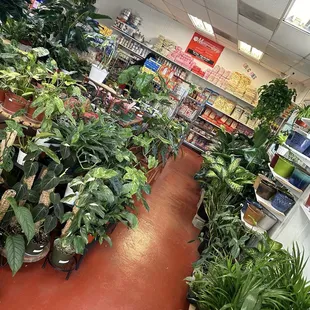 Small shop but bustling with all kinds of plants, and of all sizes