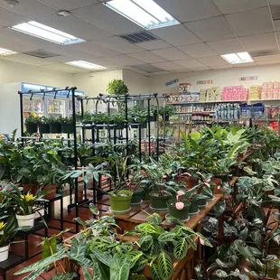 Overview of all the plants!!