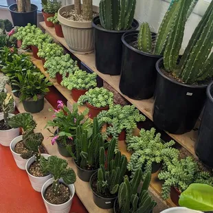 Cacti