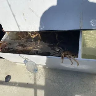 Crabs in the holding tank