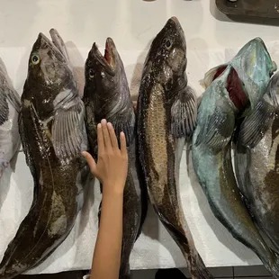 Six lingcod my family caught
