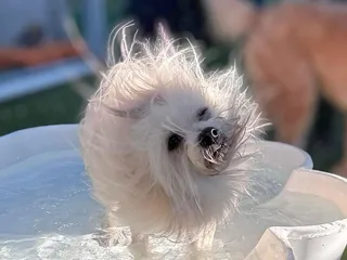 BARK on PARK