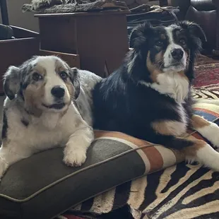 HH grooming treats my girls like they are walking the "Red Carpet" book appt early cause they are busy