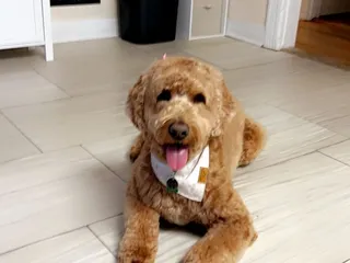 Absolutely Paws-itive