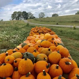 Pumpkins