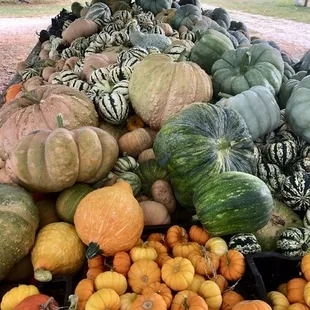 Pumpkins of all varieties