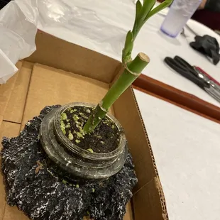Our newest bamboo. Her name is Izma.