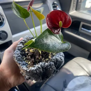 loving my new friend