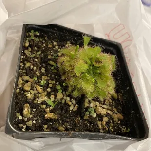 Fly trap bug eater. Meet Little Shop Junior