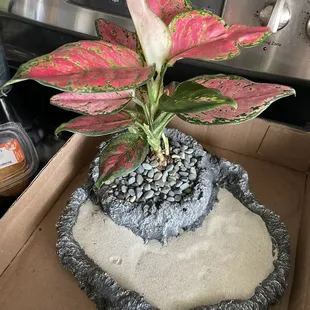 Aglaonema looking like a zen garden :)