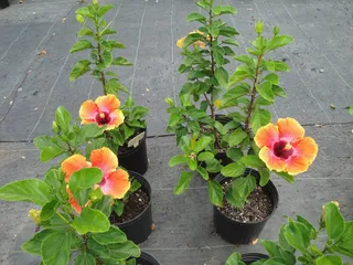 Ladybug Plants