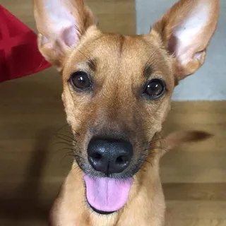 Koa H.