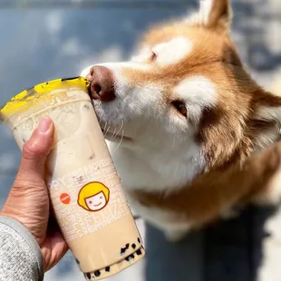 a person feeding a dog a drink