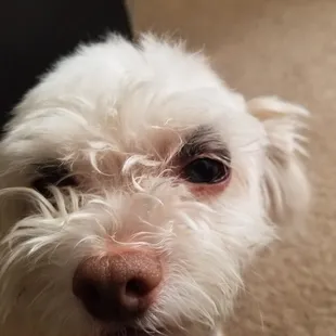 DON'T BRING YOUR DOG OR CAT HERE. MY DOG WAS BEATEN OR SOMETHING AND THEY SAY THEY DID NOTHING. BS....