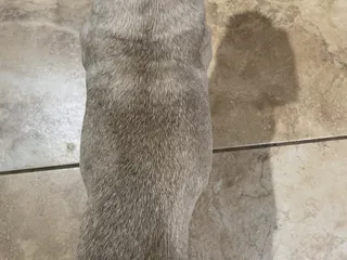 Happy Pets Hotel and Dog Training Center