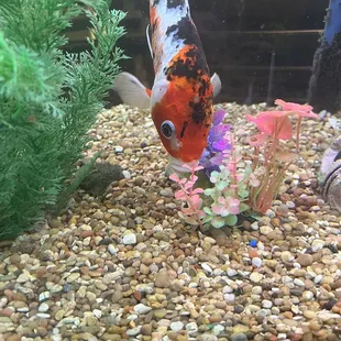 Koi fish aquarium