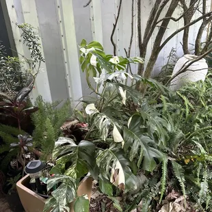 Happy Plants Nursery