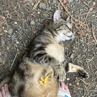 Cooper was just the cutest! I just lost my kitty and it was very refreshing to see such a friendly cat.