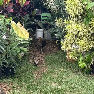 Look at all those chickens!