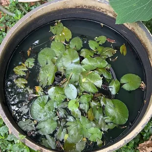 Tiny Lily Pads and Tadpoles