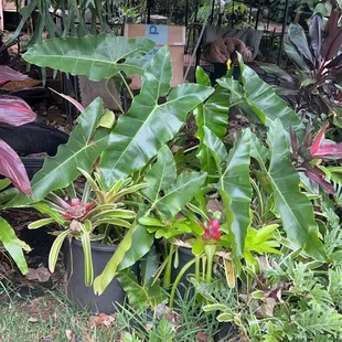 Williamsii? I think. Some sort of BEAUTIFUL Philodendron!