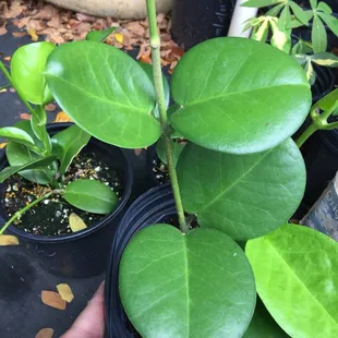 Searching for Hoya,  available but I already have tons of Hoya Australis!!